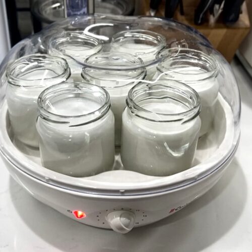 coconut yogurt recipe fermenting in a yogurt maker