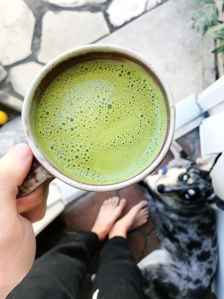 matcha latte with a dog