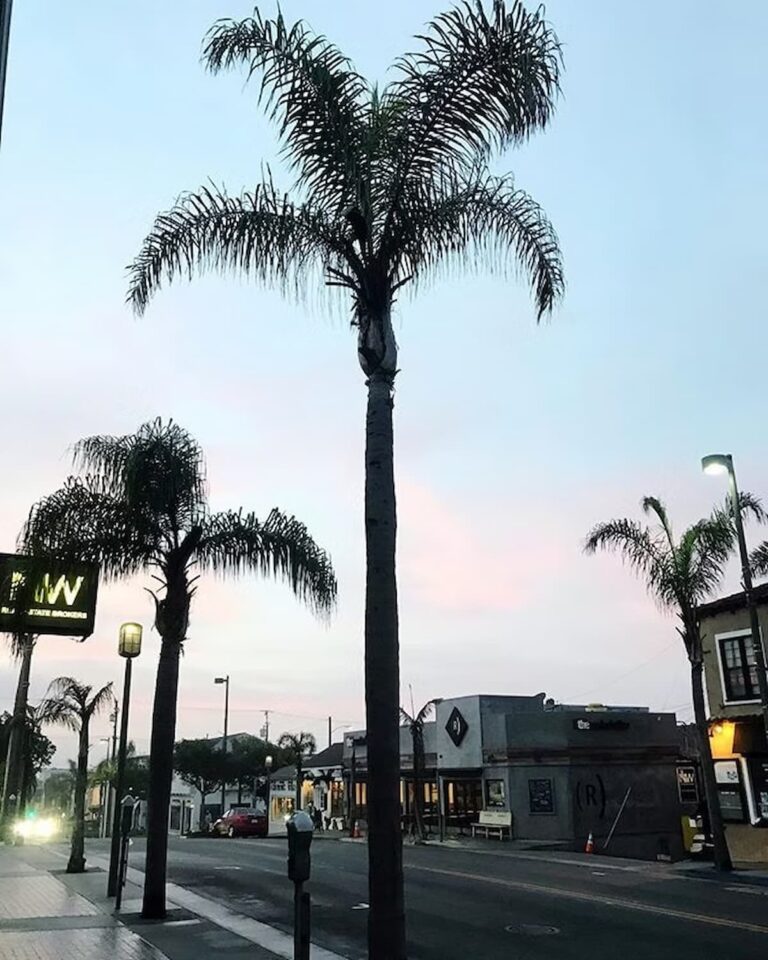 sunset with palm trees on a street